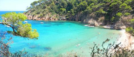 Lettini da mare