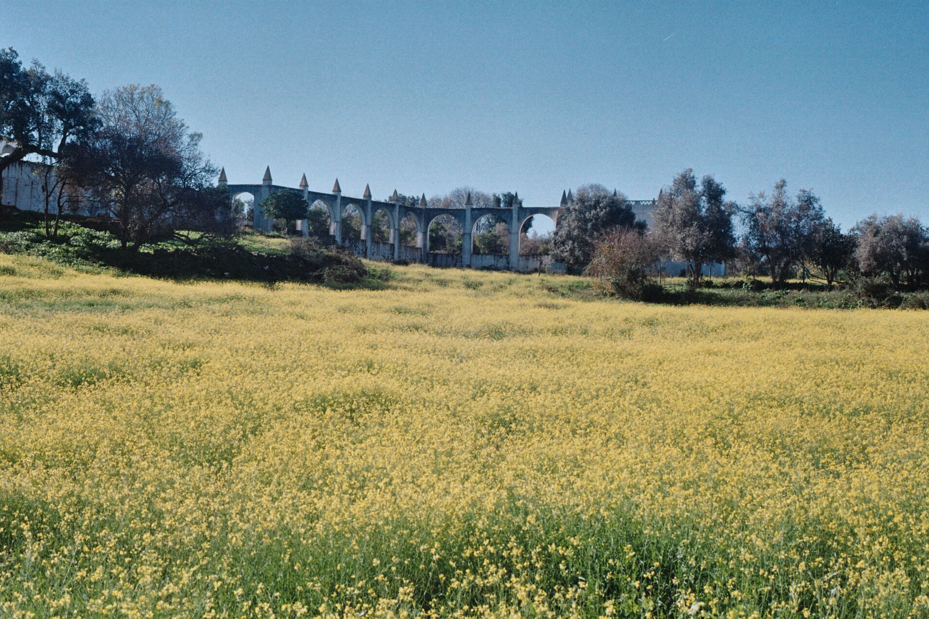 Un campo de flores amarillas con un puente de piedra y árboles al fondo.