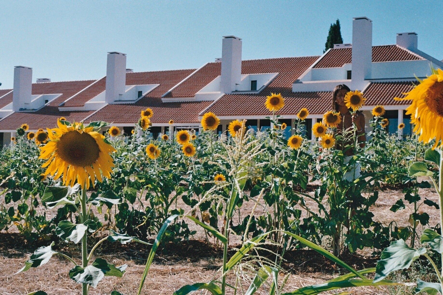 Un campo de girasoles con un edificio al fondo.
