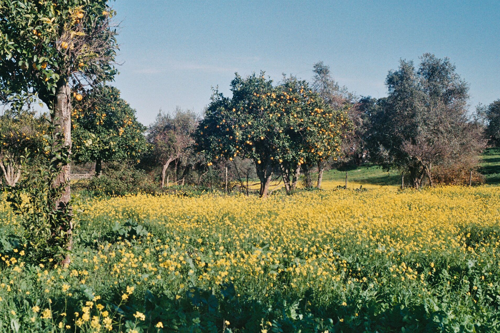 Un campo de flores amarillas con árboles frutales.