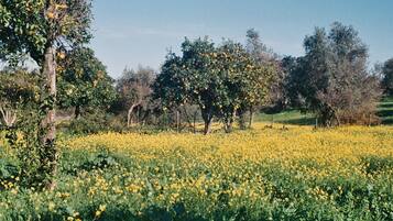 Un campo de flores amarillas con árboles frutales.
