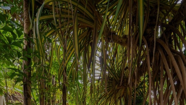 A concrete pathway flanked by palm trees and pebbles, leading through a lush garden area.