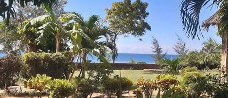 A tropical garden with various plants and a view of the ocean.