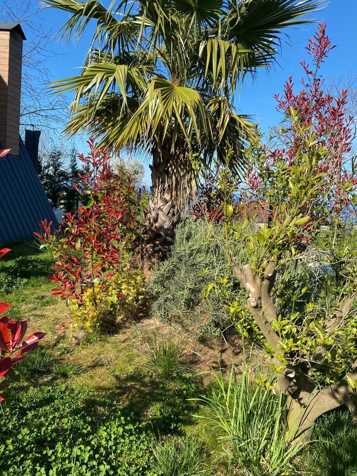 Een tuin met verschillende planten en een palmboom.