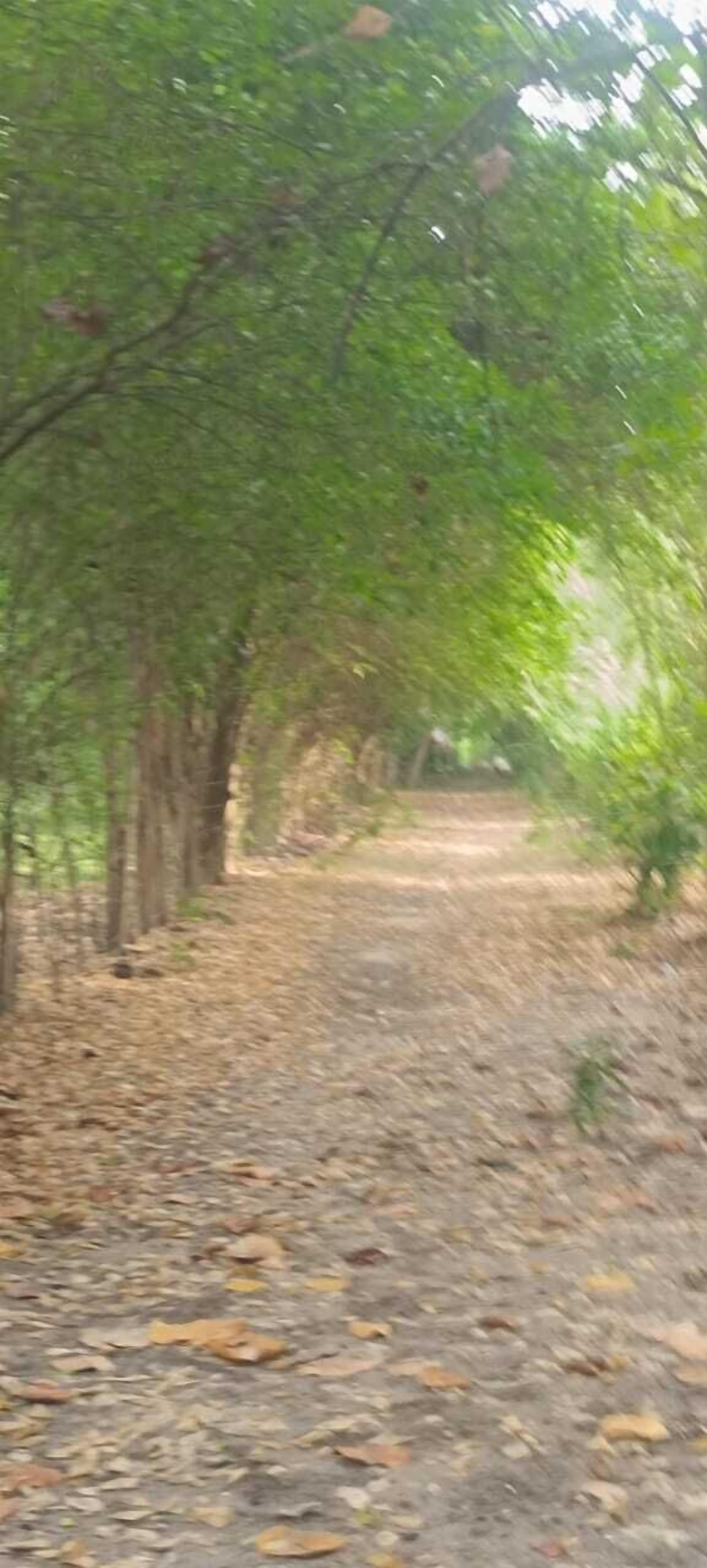 Un sendero bordeado de árboles y cubierto de hojas caídas.