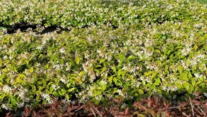 Un jardín con diversas plantas y flores, una cerca y árboles al fondo.
