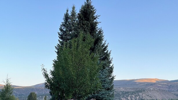 Un letrero con la inscripción 'THE RESERVE' sobre una roca, rodeado de follaje y un sendero de grava.