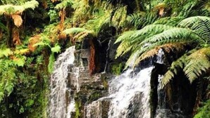 A waterfall surrounded by lush green ferns. - Parador Hampel (Sao Francisco de Paula)