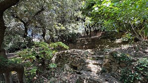 A stone wall in a forested area with trees and foliage. - Le SIG - Swimming pool - 6 rooms (Piolenc)