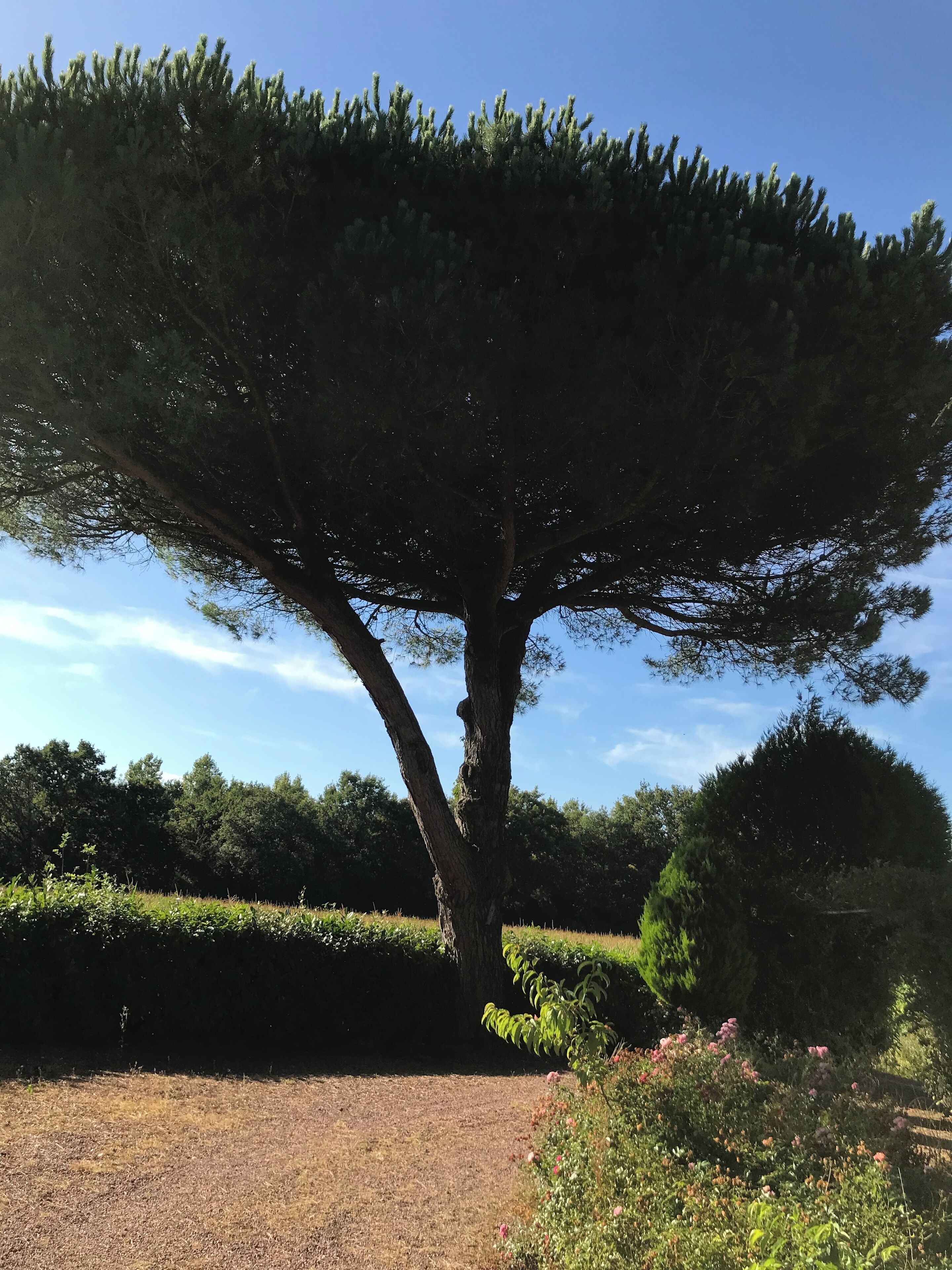 A large tree with a thick trunk and dense foliage in a landscaped garden.