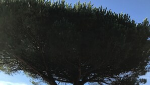A large tree with a thick trunk and dense foliage in a landscaped garden. - Family home between sea and countryside for 6 people (aubigny)