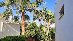 A narrow alleyway with a gravel path, surrounded by lush greenery and palm trees.