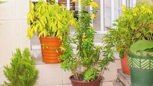 A balcony with potted plants, a small table, and a white railing. - Modern, air-conditioned house with everything you need for a pleasant stay in Congo (Brazzaville)