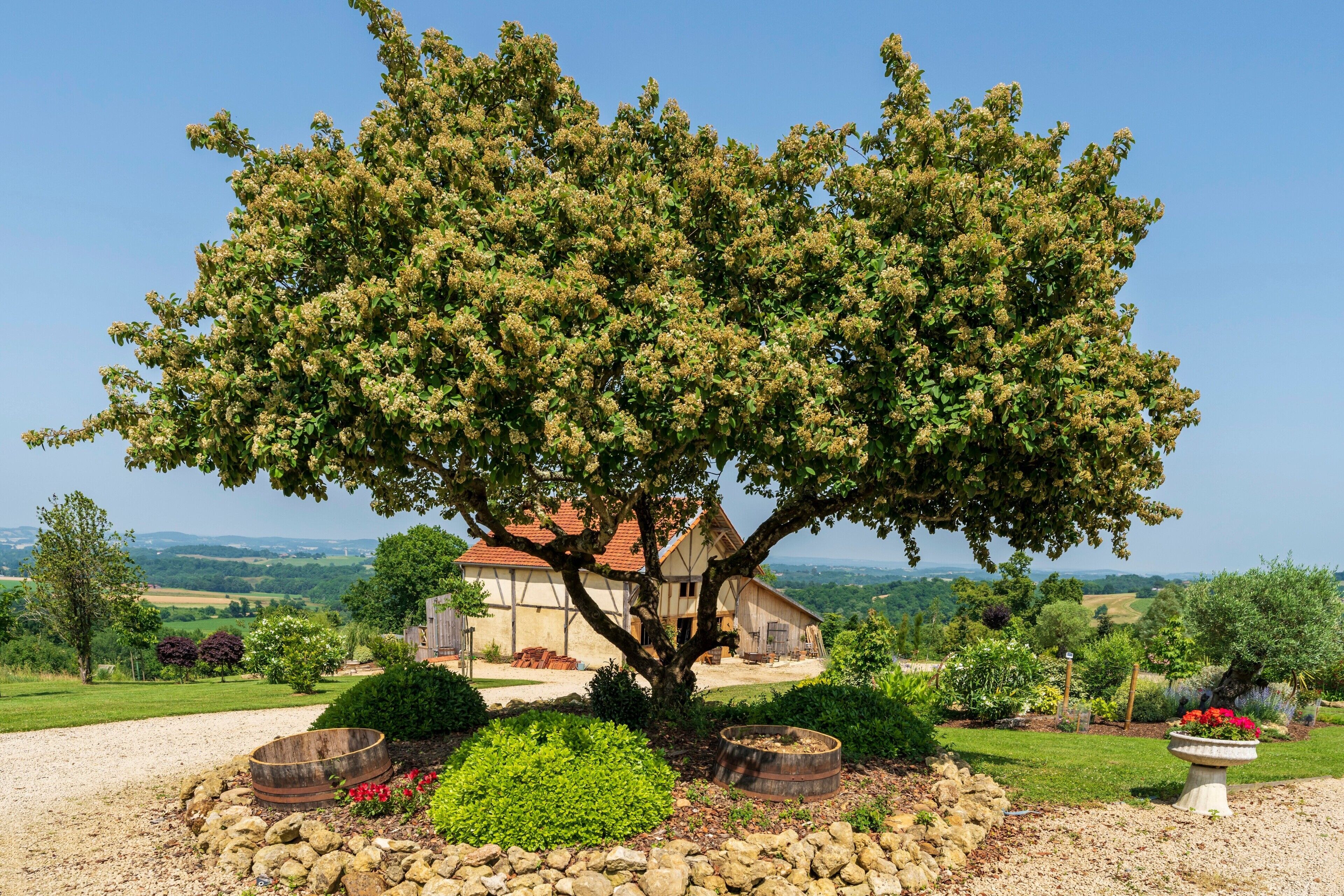 A tree in front of a house with a gravel path and a stone wall.