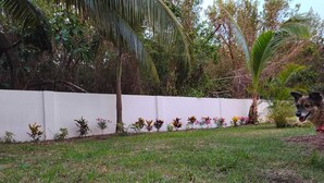 A garden with a white wall, various plants, and a palm tree. - Sunrise in Cancun. all pets are welcome. (Cancún)