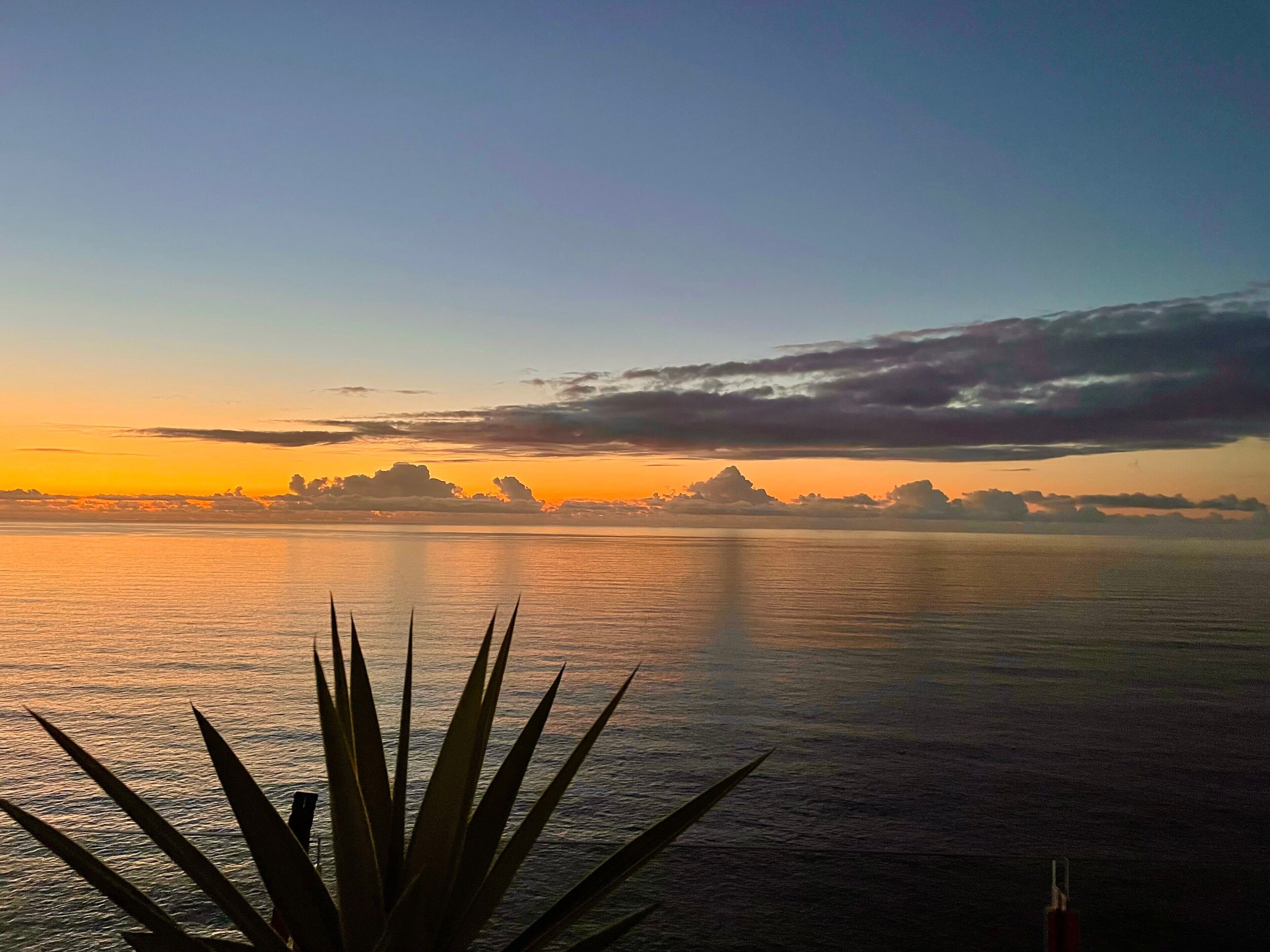 Un coucher de soleil sur une étendue d’eau calme, avec une plante au premier plan.