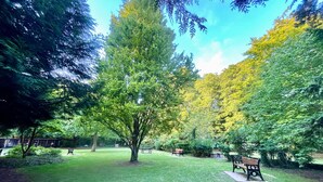 Ein Park mit Bänken und einem großen Baum.