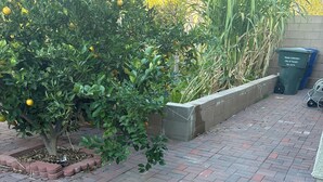 Ein gepflasterter Weg mit Backsteinmuster, ein kleiner Baum mit grünen Blättern und gelben Früchten sowie ein grüner Müllbehälter mit der Aufschrift "City of Tucson 781-3171".