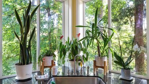Cozinha com pia, plantas em vasos e vista para árvores através de grandes janelas.