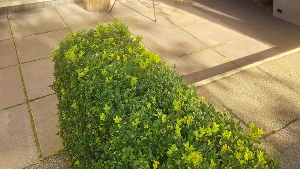 Un patio con una silla de metal, un arbusto pequeño y una planta en maceta.