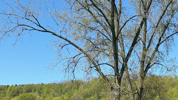 Un espacio cubierto de césped con tres sillas rojas y un árbol grande.