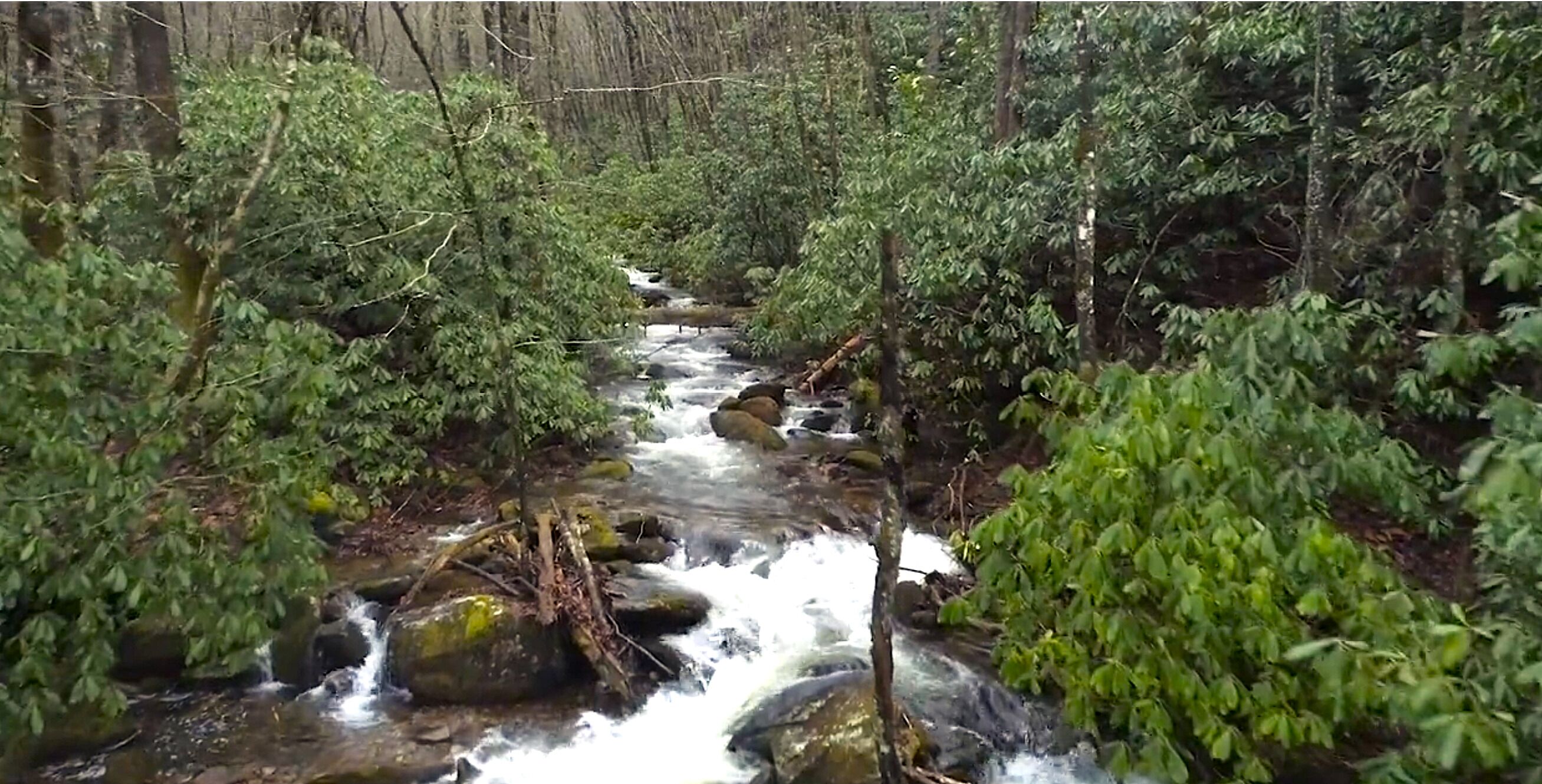 Un ruisseau de forêt, avec des rochers et des arbres.