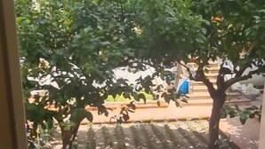 Vista de un edificio residencial con balcones y un árbol en primer plano.