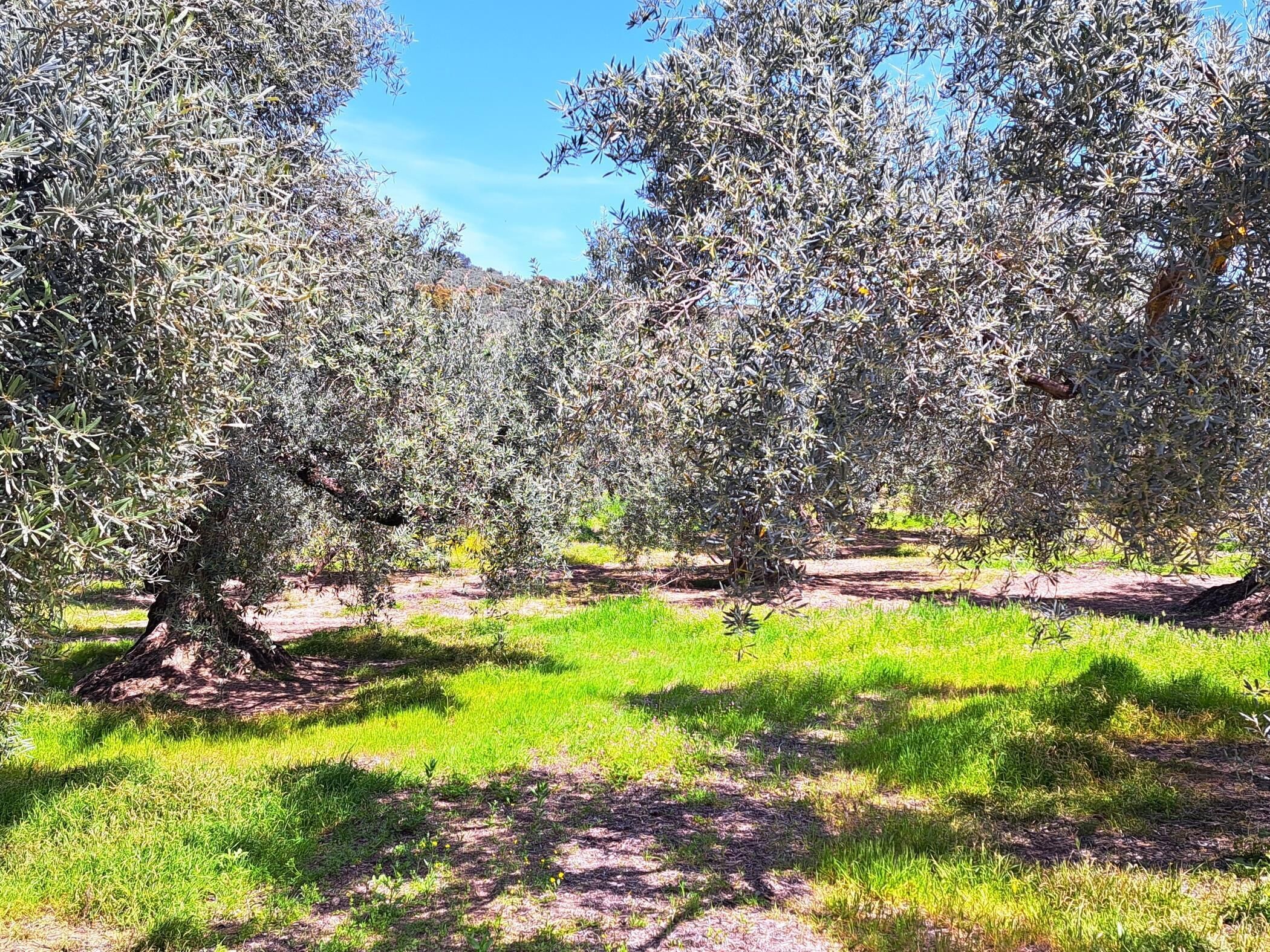 An olive grove with trees and a clear sky.