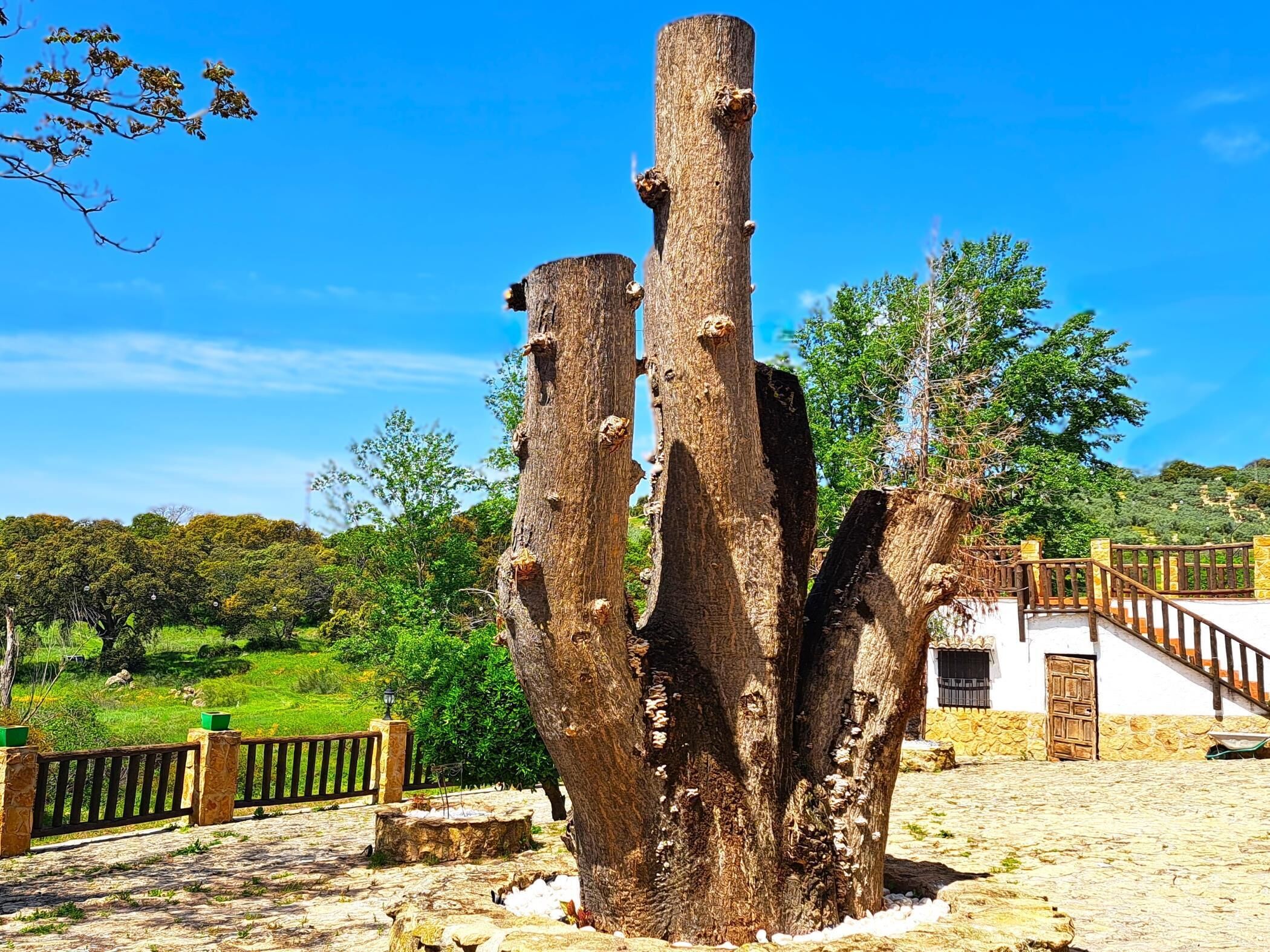A tree with a unique, rugged trunk structure in a rural setting.