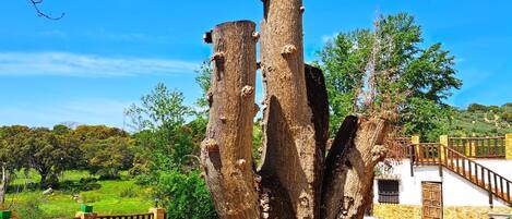 A tree with a unique, rugged trunk structure in a rural setting.