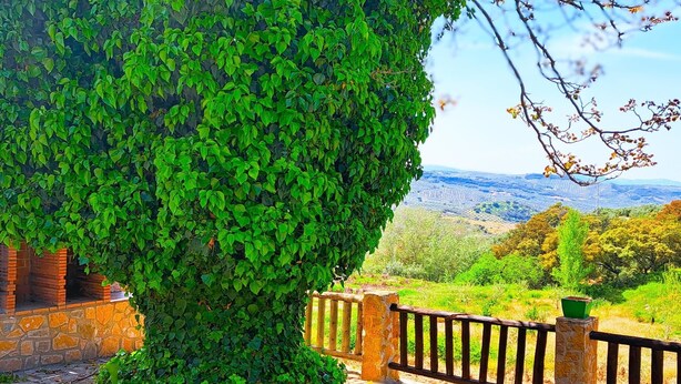 A well-maintained garden with a large, lush green hedge, a stone pathway, and a wooden fence.