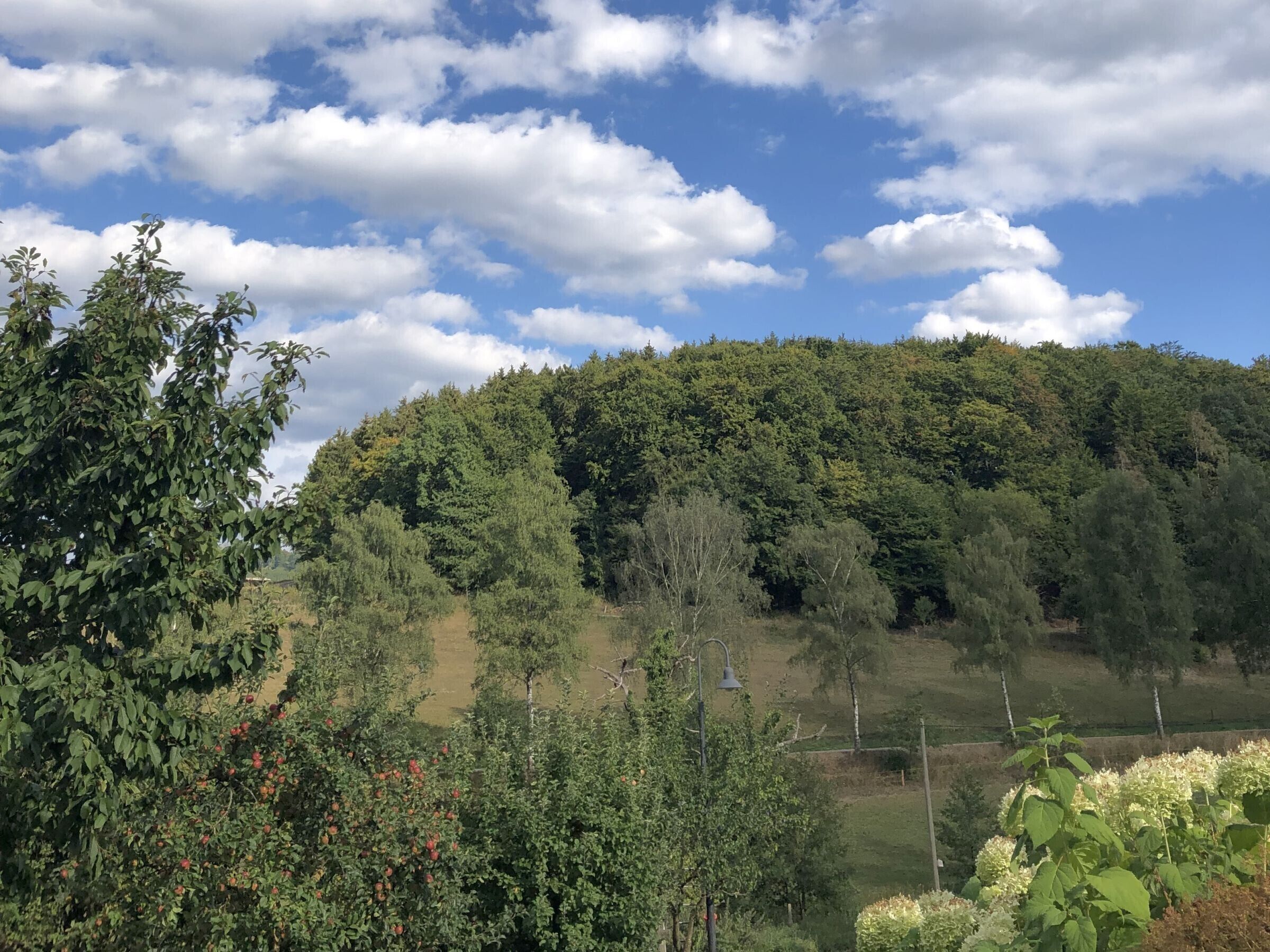 A landscape with a hill covered in trees, a clear sky, and a path leading through the greenery.