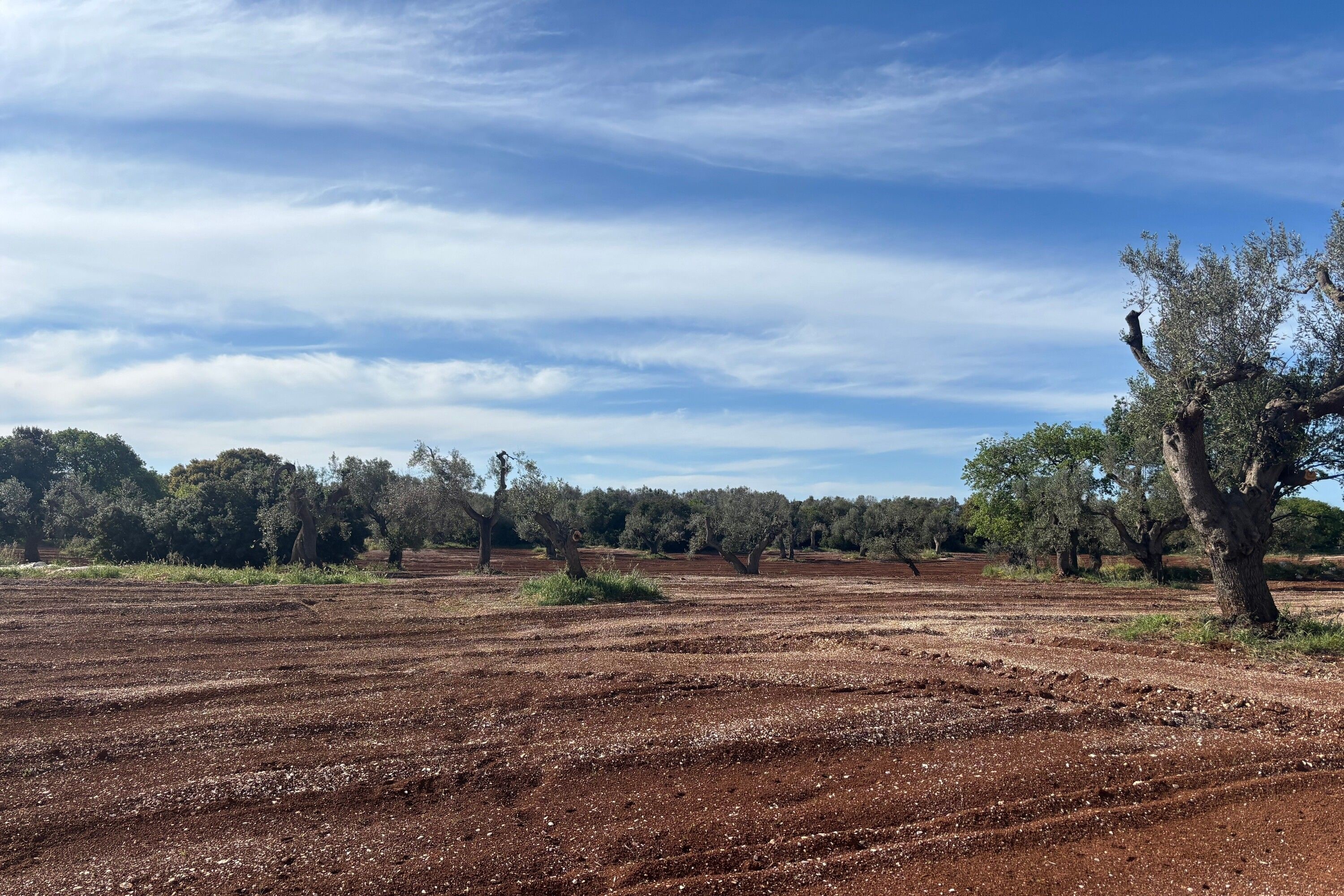 A rural landscape with olive trees and a clear sky.