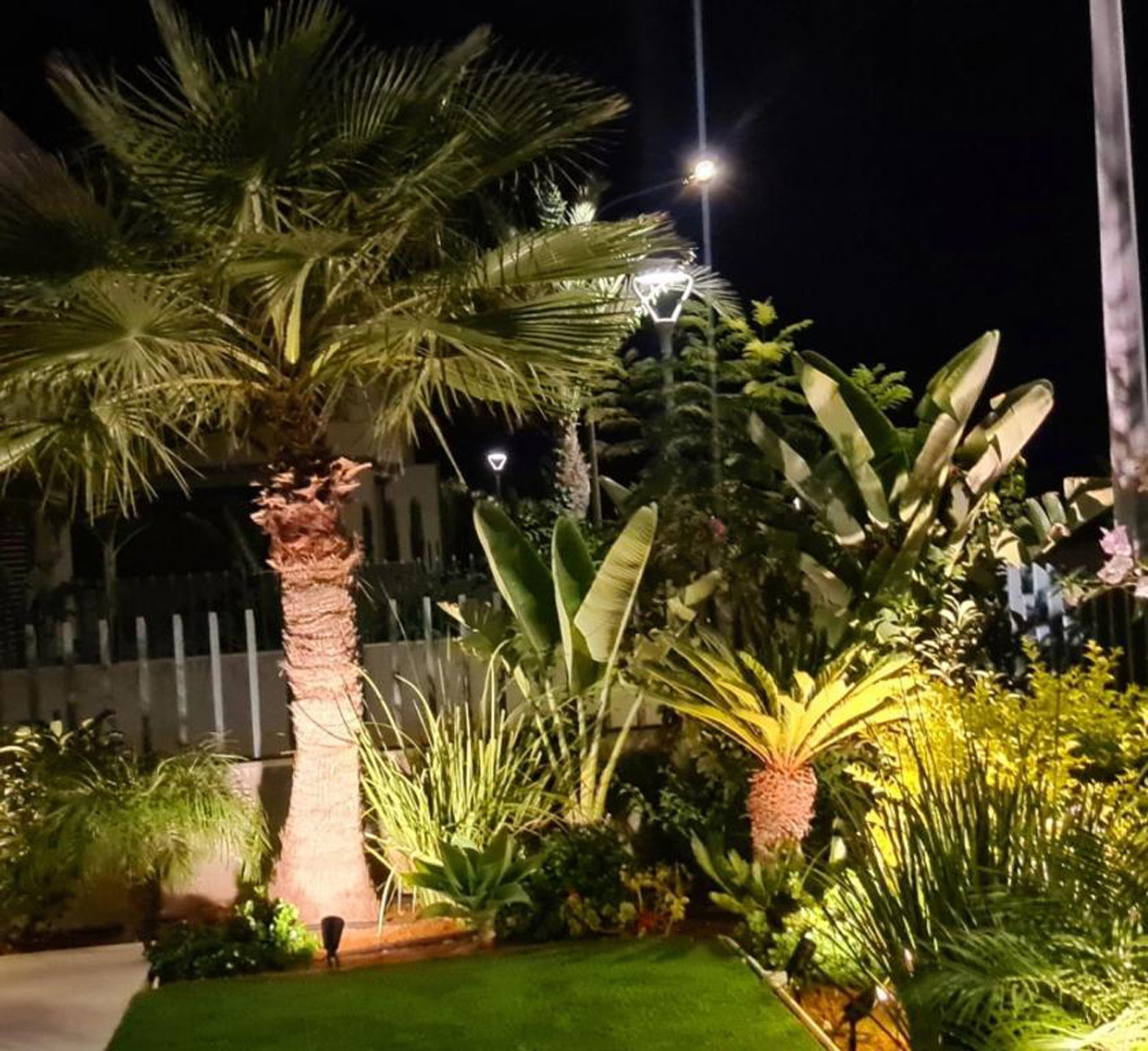 Un jardin bien éclairé, agrémenté de diverses plantes tropicales et d’un palmier.