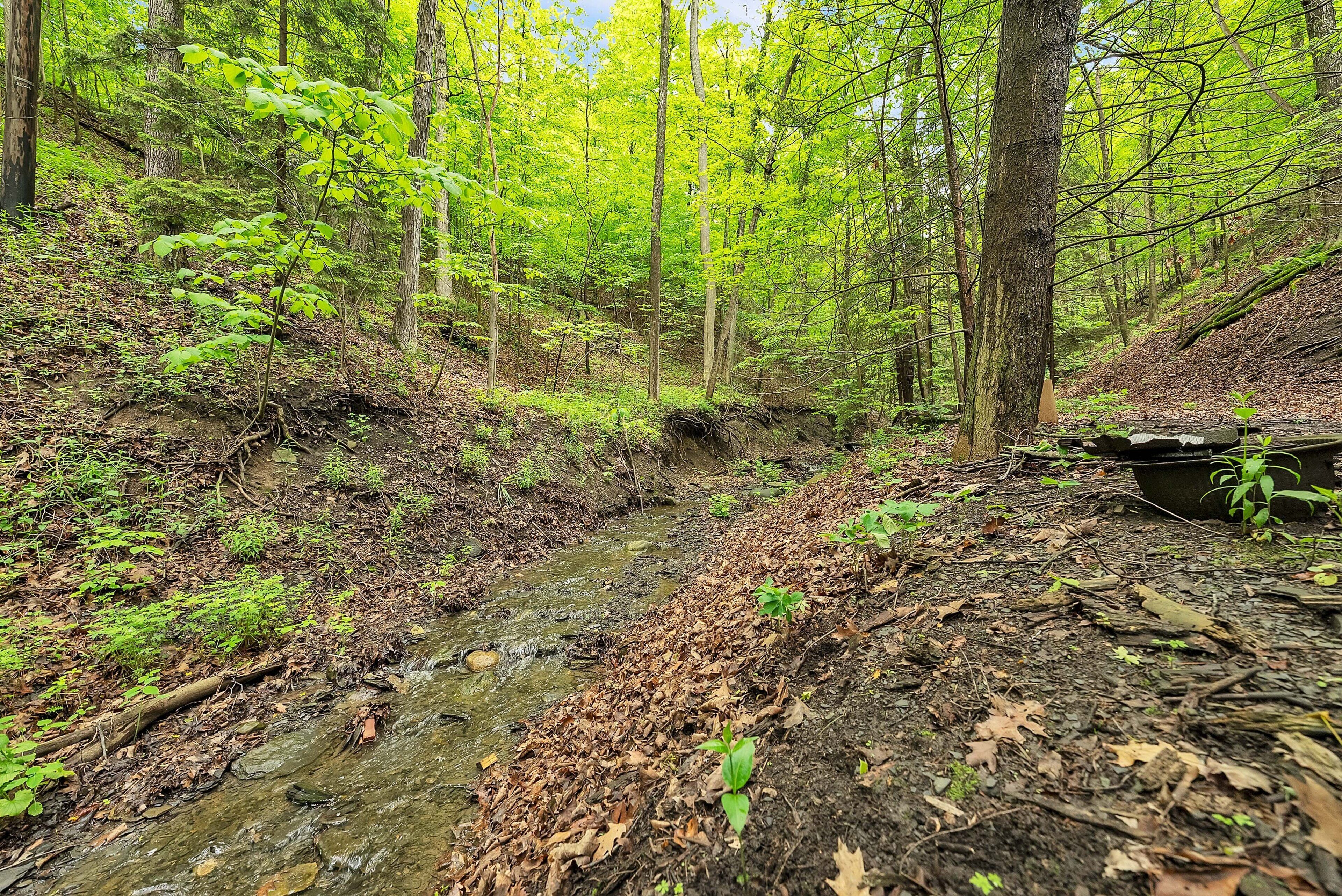 Une zone boisée traversée par un ruisseau, entourée d’arbres et d’une végétation dense.