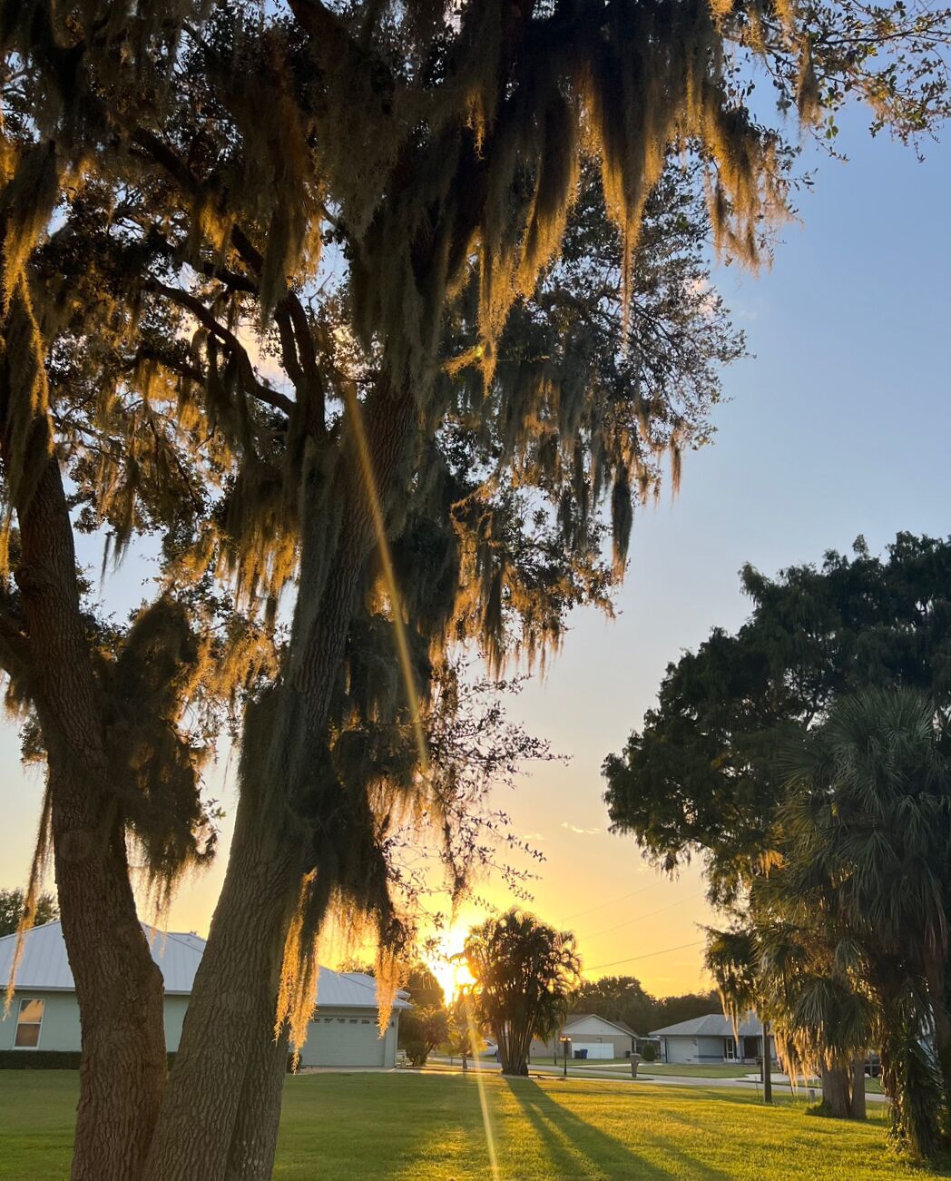 A residential area with houses and trees, including a prominent tree with Spanish moss.