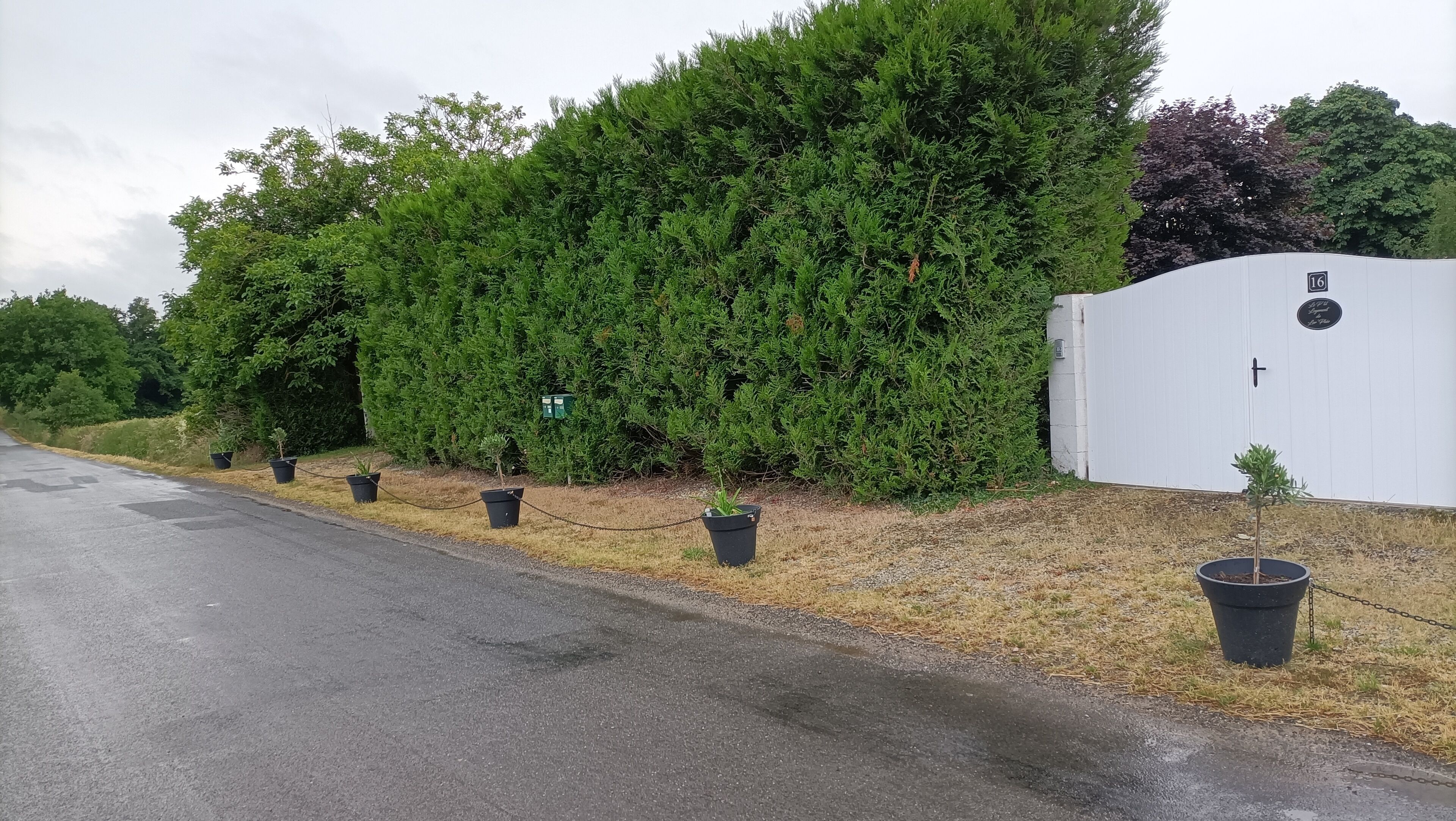 Une rangée de plantes en pot le long d’une route, un bâtiment blanc avec une porte, et une haie en arrière-plan.