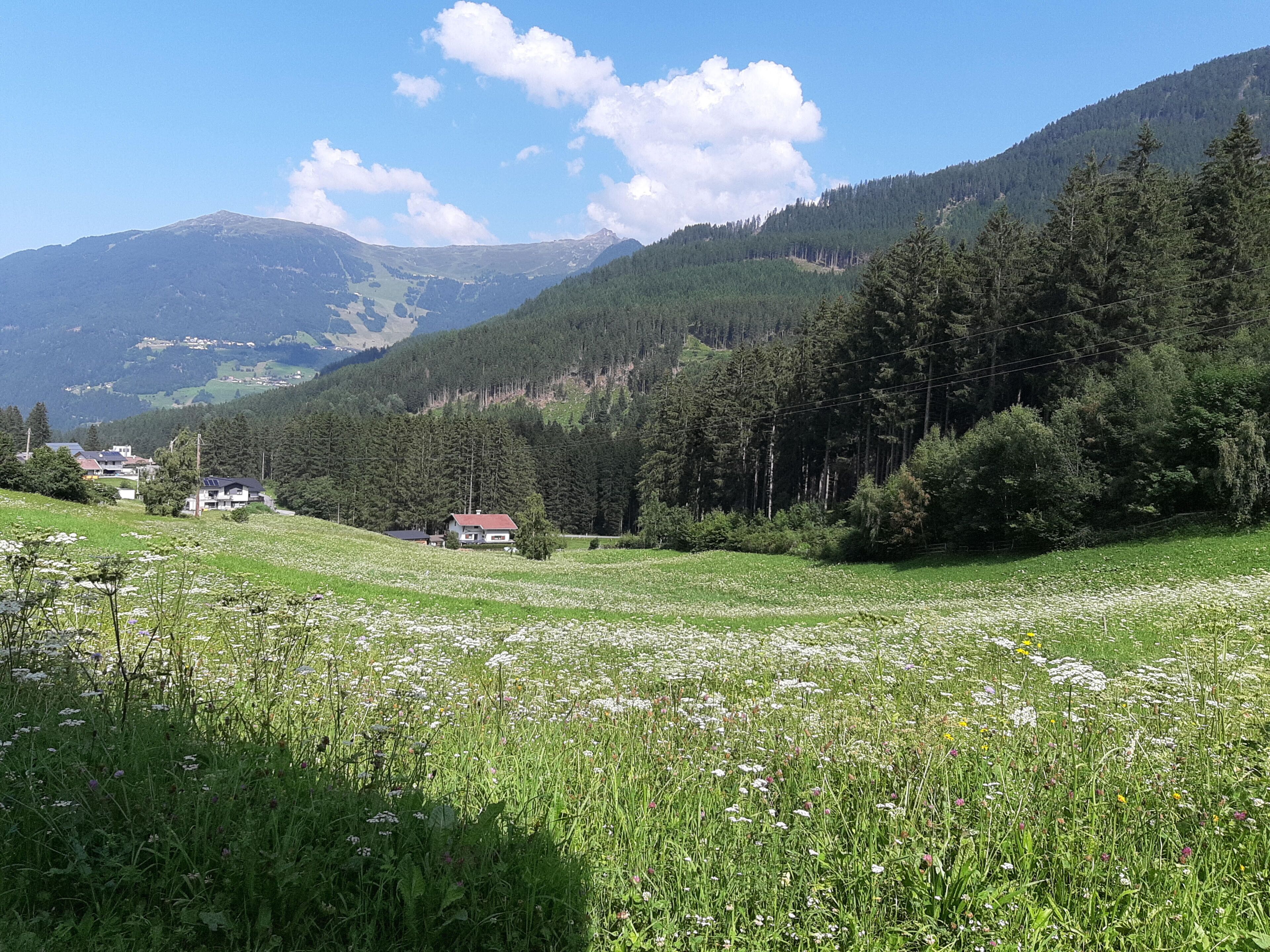 Paisaje rural con una casa rodeada por un campo de flores silvestres y un bosque denso.
