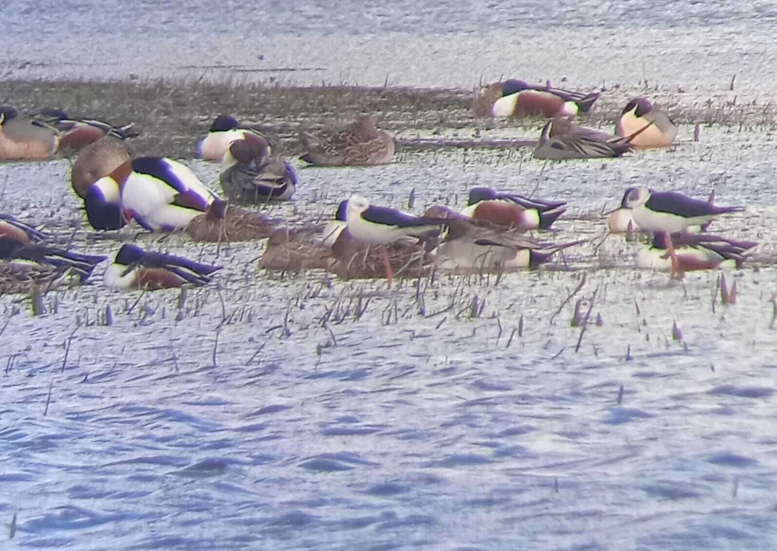 Un grupo de aves sobre una superficie mojada.