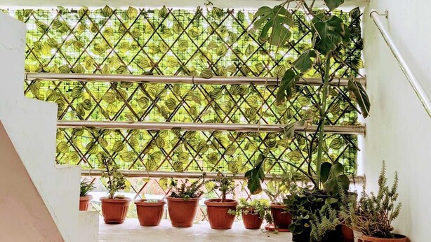 Una escalera con numerosas macetas en cada peldaño, que conduce a un área cubierta con un fondo de follaje verde.