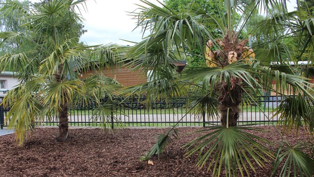 A landscaped area with palm trees and mulch, surrounded by a fence. - Palmocolodge Lodge - Jocomo Parc a nice family campground with many facilities (Lanaken)