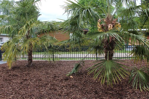 Palmocolodge Lodge - Jocomo Parc a nice family campground with many facilities