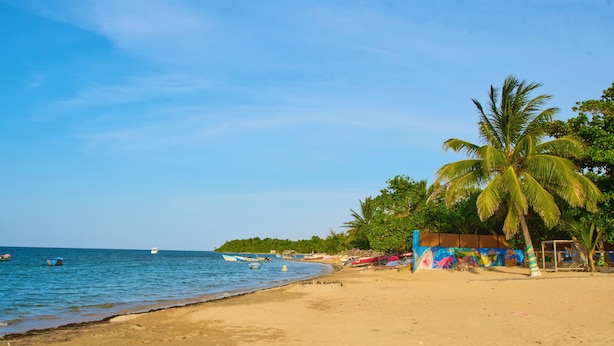 Une plage avec un ciel dégagé, une mer calme et des palmiers.