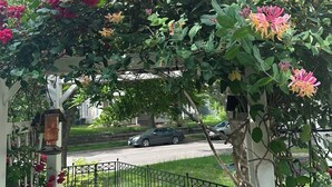 Un jardin agrémenté d’une structure en treillis blanche, d’une clôture en métal et d’une rue où sont garées des voitures.