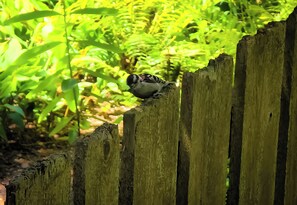A bird perched on a wooden fence. - Charming 2-bedroom apartment near Downtown Dearborn (Dearborn)