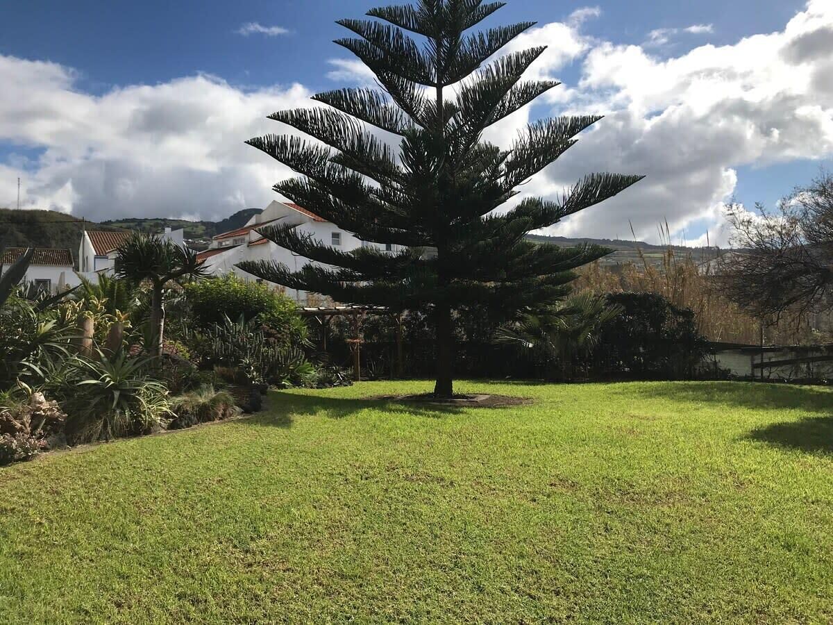 A large coniferous tree in a well-maintained grassy area with a clear sky and distant buildings.
