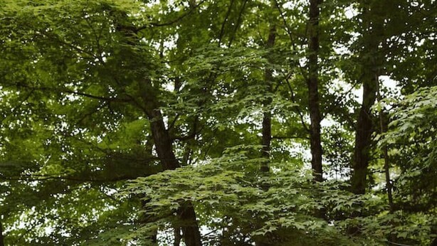 Unclassified image, 1 of 44, button - Fox Den|Sauna|BBQ|LakeAccess|PrivateBeach|Firepit (Huntsville)