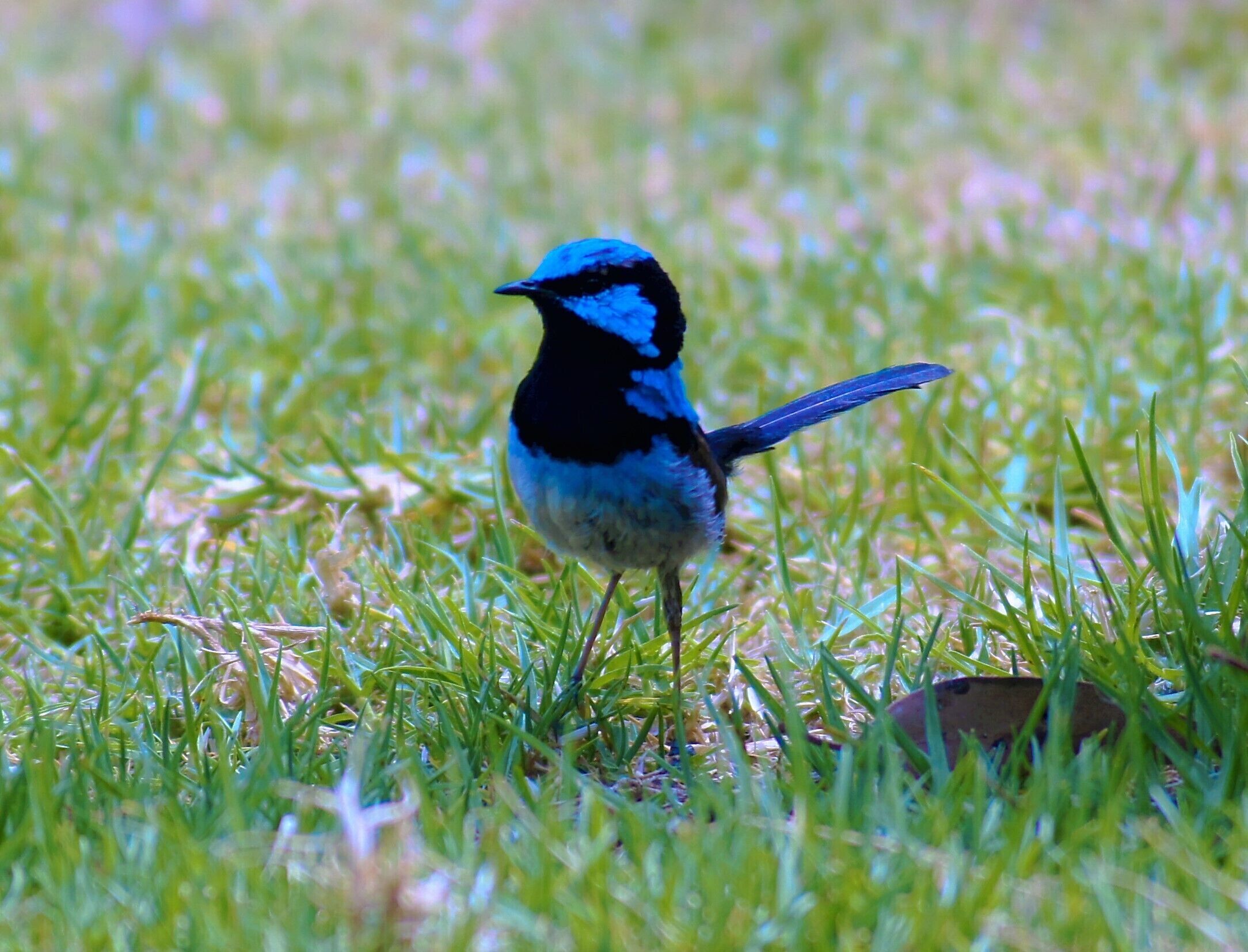 A bird standing on grass.