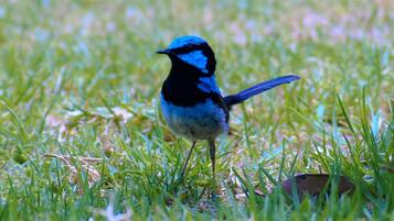 A bird standing on grass.