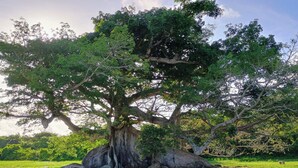 A large tree with a thick trunk and extensive roots, surrounded by a grassy area with a few benches. - BioBay Inn Apt C - Cute Tiny Studio w/wifi & AC Near Malecon, Sun Bay (Vieques)